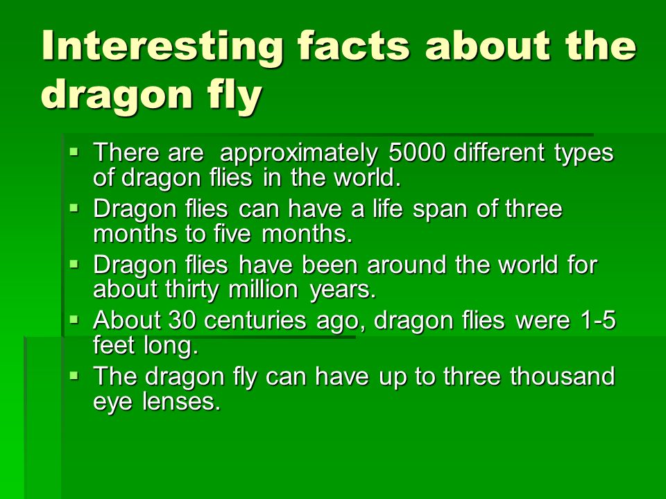 Interesting+facts+about+the+dragon+fly.jpg