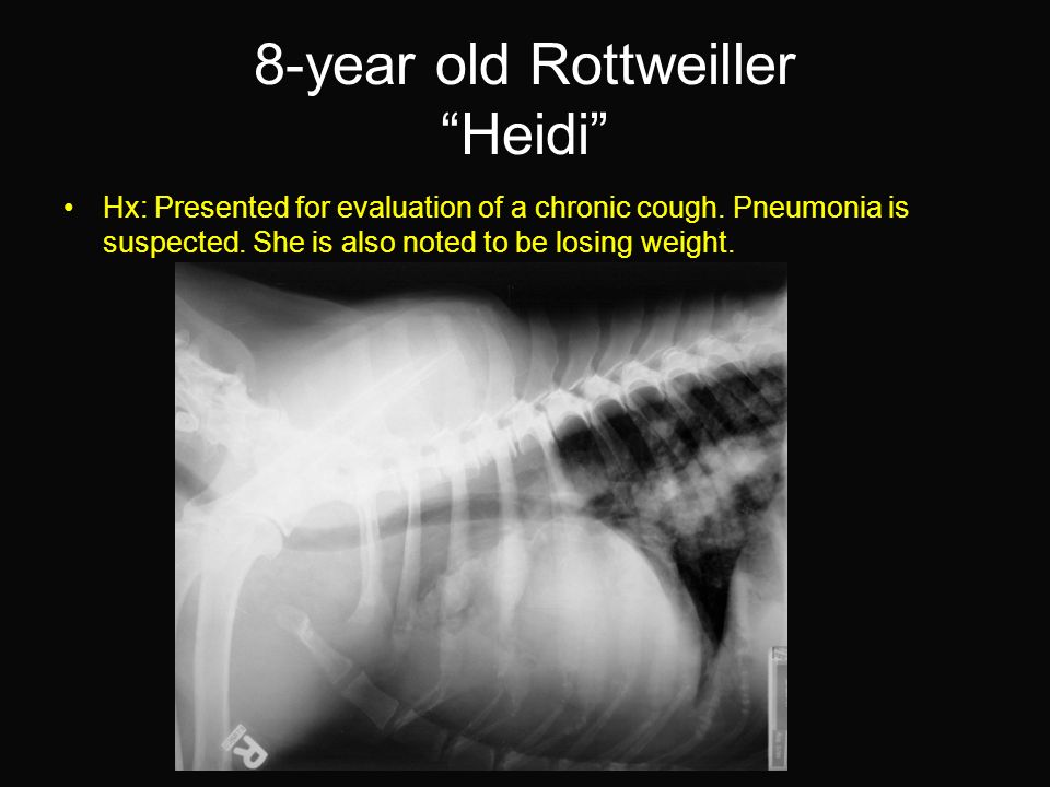 8-year old Rottweiller Heidi