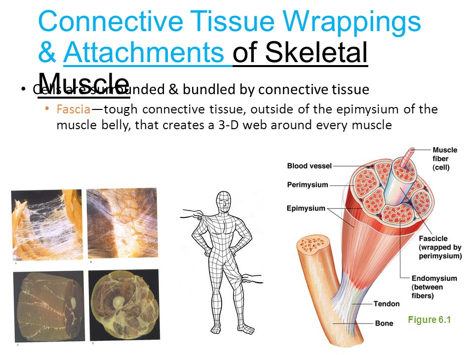 Skeletal Muscle Functions Ppt Video Online Download