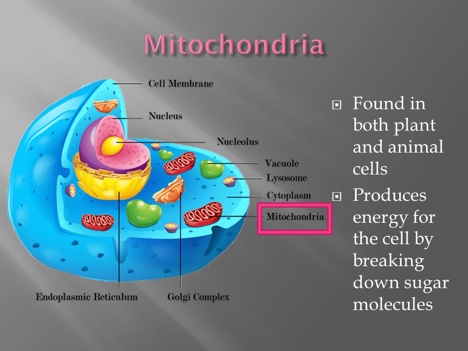 Created By Abby Mire Grades 4 8 Cell Organelles Ppt Video Online Download