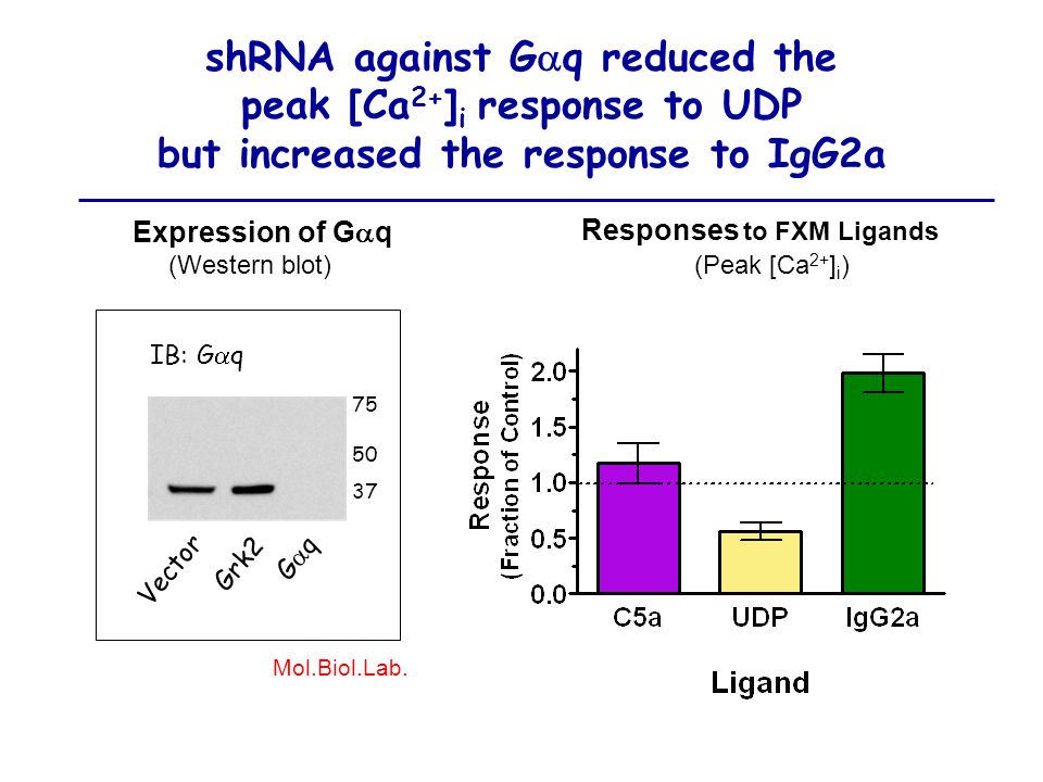 shRNA against Gaq reduced the peak [Ca2+]i response to UDP but increased the response to IgG2a