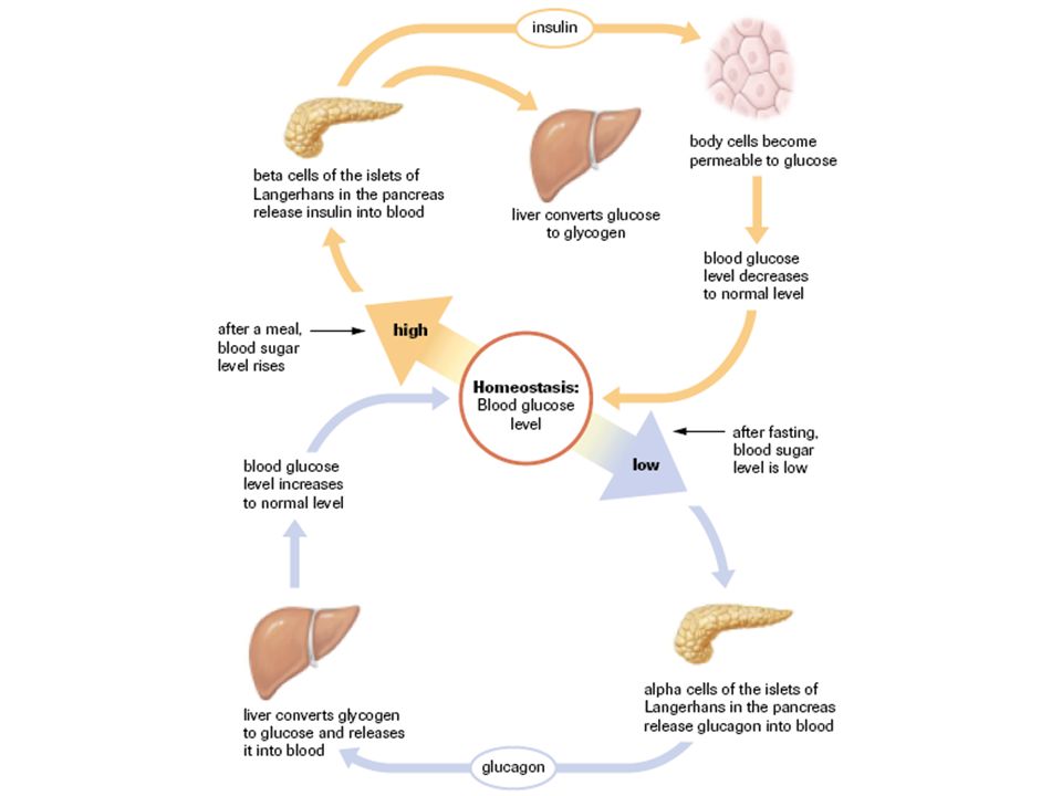 number level explain Blood Affect Sugar Hormones ppt that download number level explain Blood Affect Sugar Hormones ppt that download