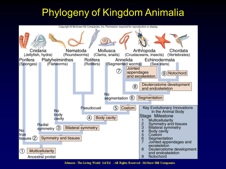 Evolution of the Animal Phyla - ppt video online download