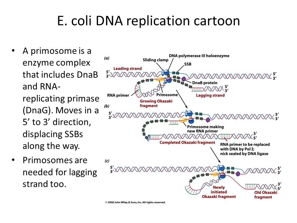 DNA replication and repair - ppt video online download