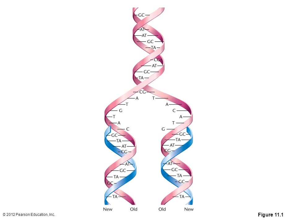 Dna Replication And Recombination Ppt Download Dna Replication And Recombination Ppt Download