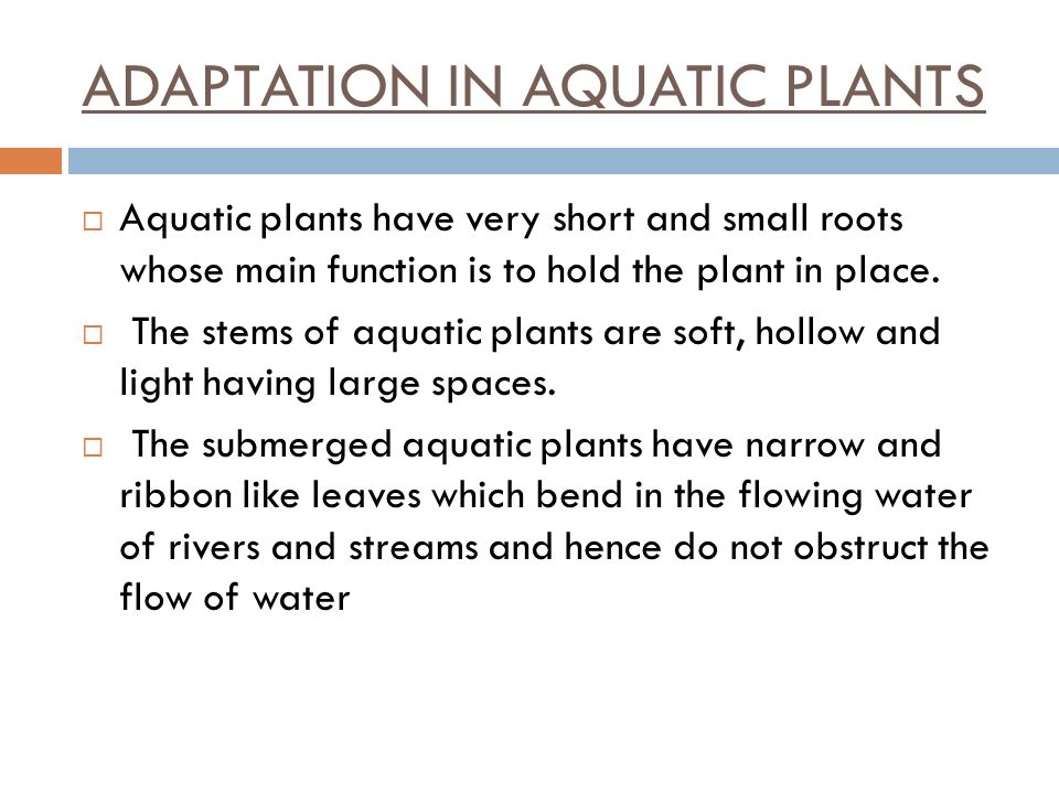 ADAPTATION IN AQUATIC PLANTS AND ANIMALS - ppt video online download
