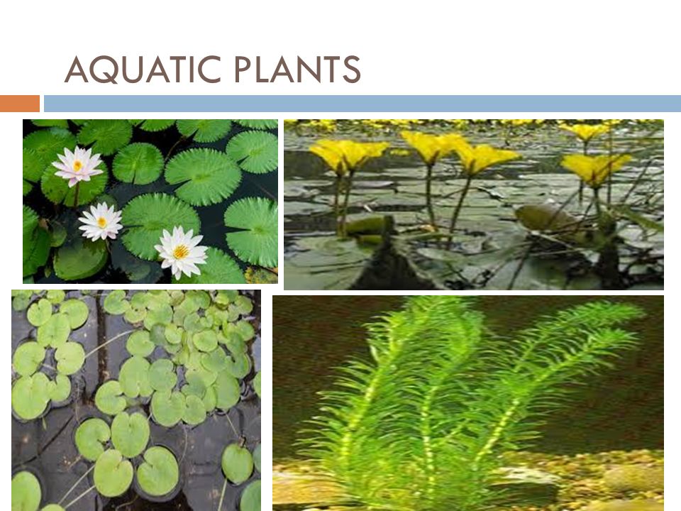 ADAPTATION IN AQUATIC PLANTS AND ANIMALS ppt video online download