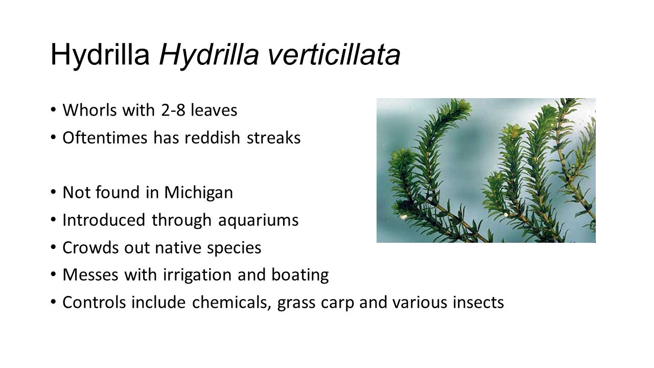 Hydrilla Hydrilla verticillata