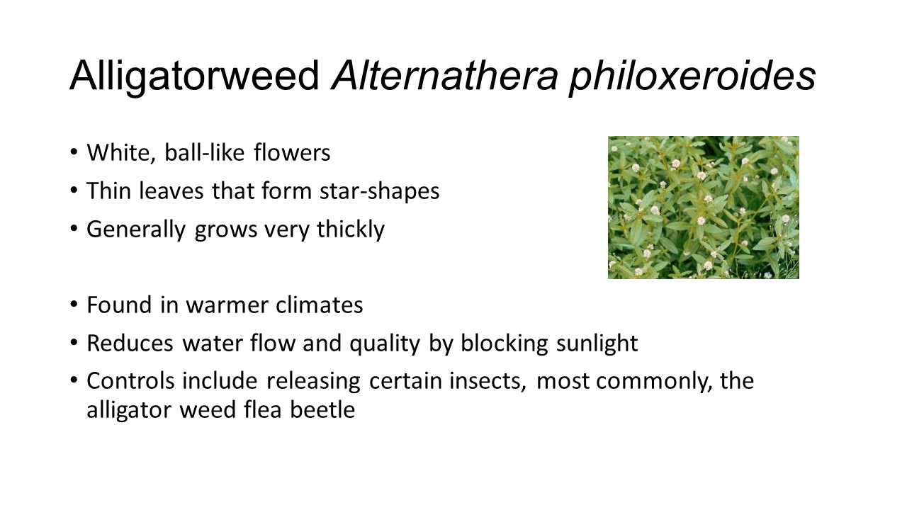 Alligatorweed Alternathera philoxeroides