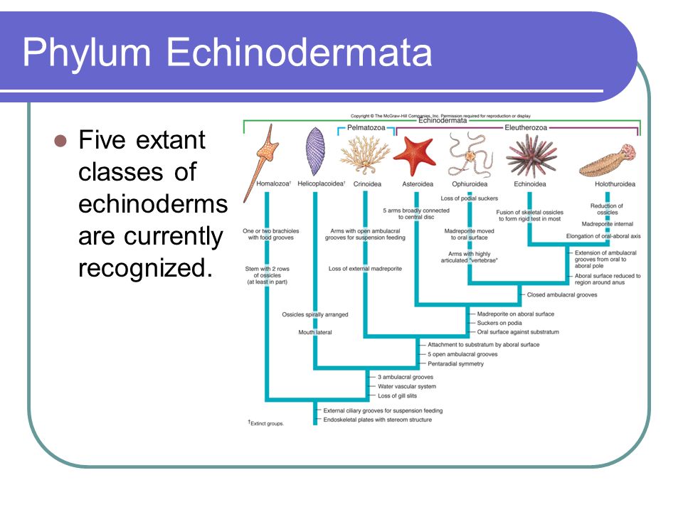 2 classes of echinoderms