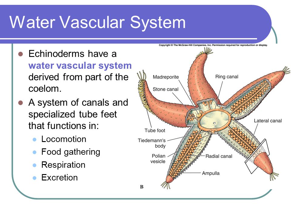 Echinoderms And Hemichordates Ppt Video Online Download