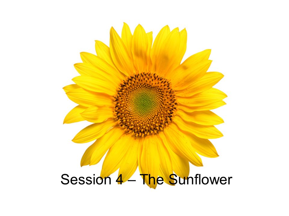 Session 4 – The Sunflower