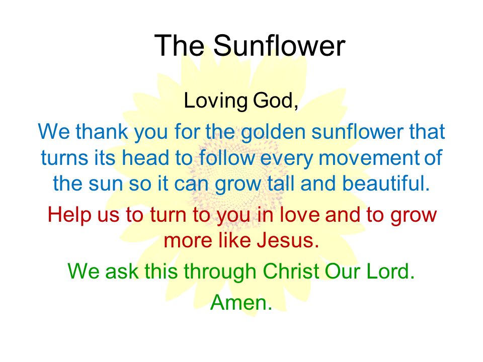 The Sunflower Loving God,