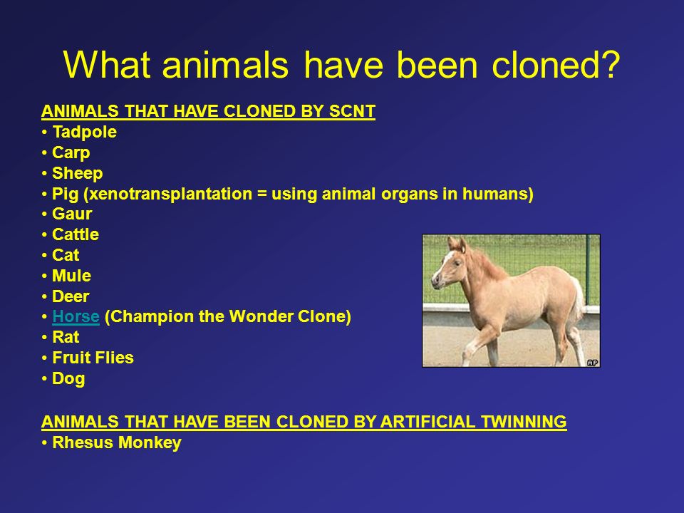 REPRODUCTIVE CLONING Definition = making an exact genetic copy of an  organism. Occurs naturally with identical twins Lab methods artificial  twinning Somatic. - ppt video online download