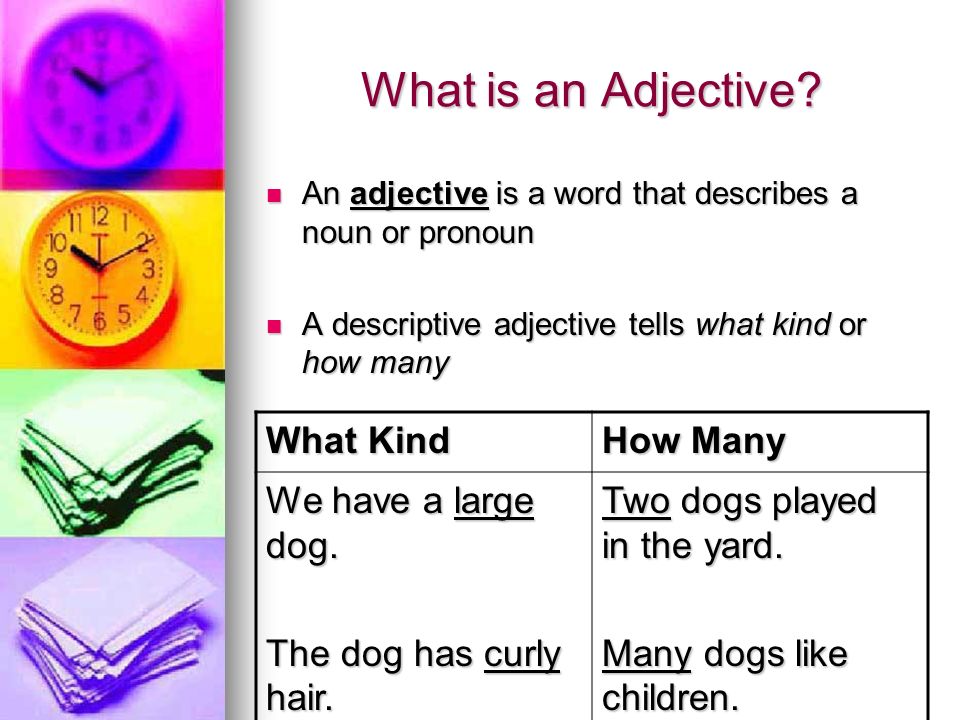 What is an Adjective What Kind How Many We have a large dog. 