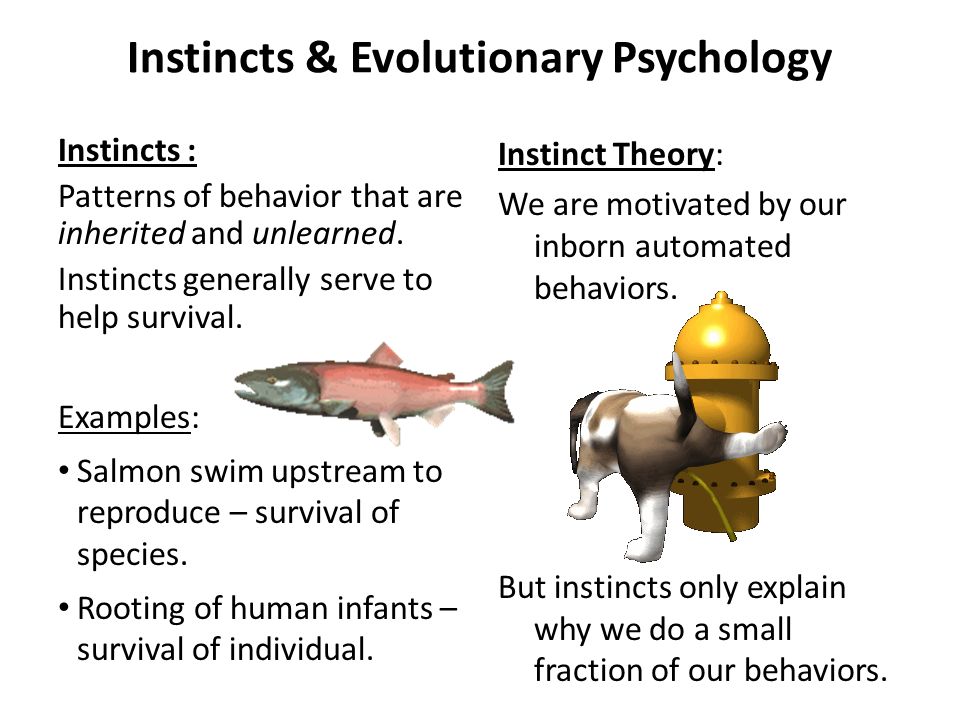 instinct theory