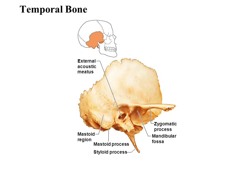 Строение височной кости черепа. Височная кость анатомия строение. Мышечно-трубный канал височной кости. Пирамида височной кости анатомия.