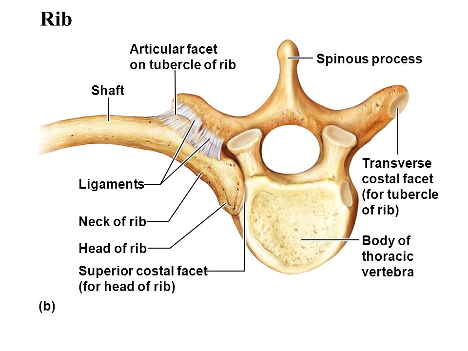 tubercle of rib