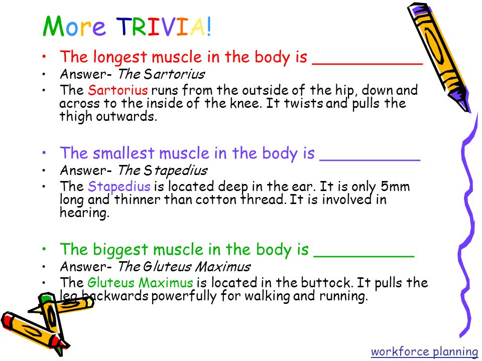 The Human Body Trivia Game Workforce Planning Ppt Video Online Download