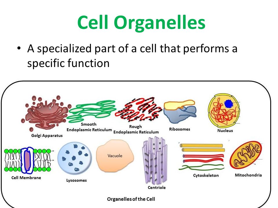 on animal tissues worksheet C) Cells and levels recognize Test Organelles of Review on animal tissues worksheet C) Cells and levels recognize Test Organelles of Review