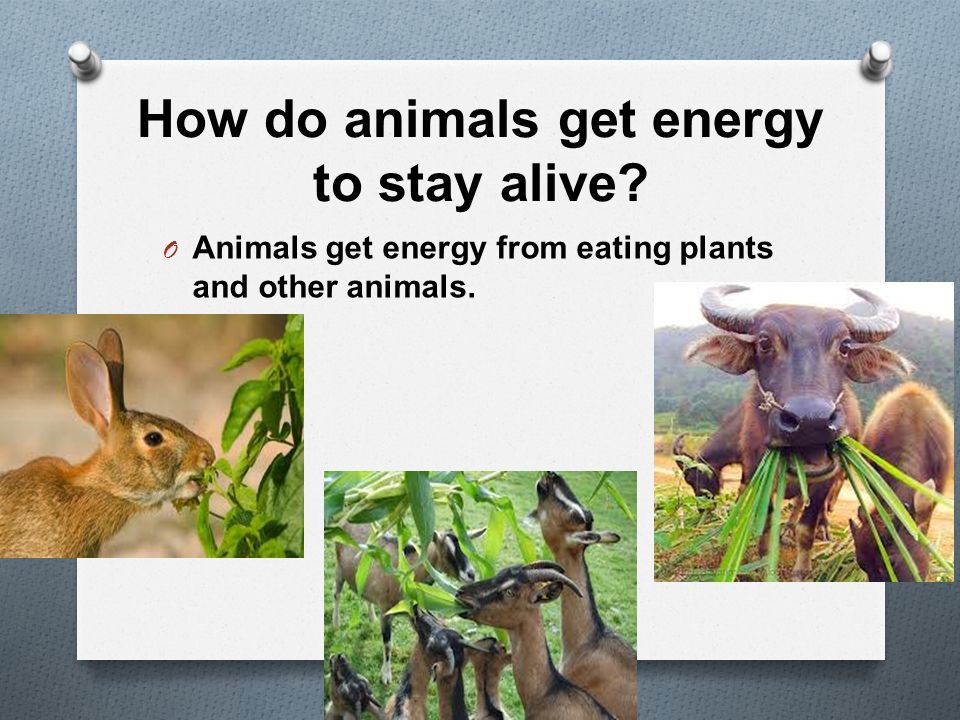Food Chains. - ppt video online download Food Chains. - ppt video online download