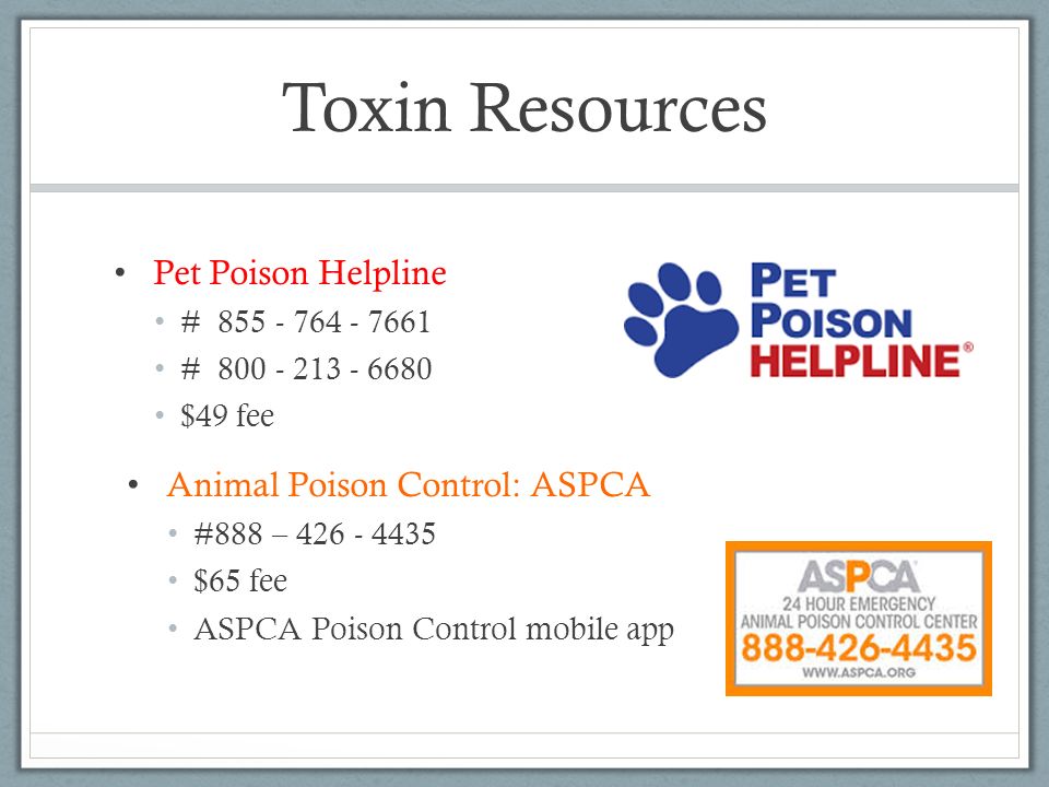 Toxins In Small Animal Medicine Ppt Download