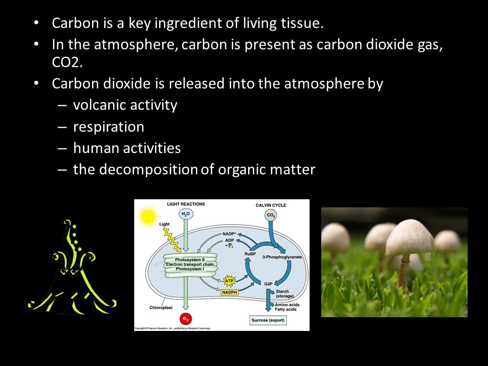 Carbon is a key ingredient of living tissue.