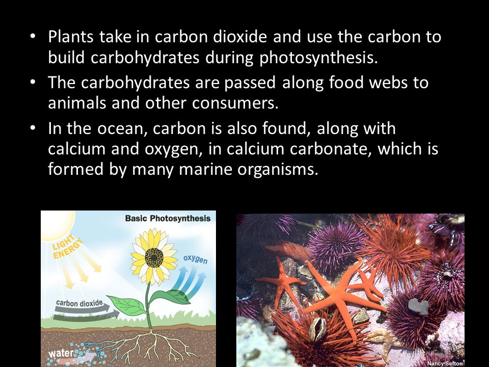 Plants take in carbon dioxide and use the carbon to build carbohydrates during photosynthesis.