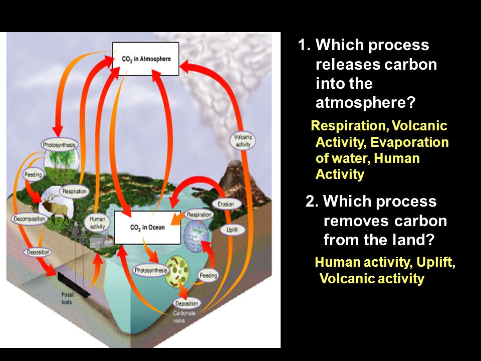Which process releases carbon into the atmosphere
