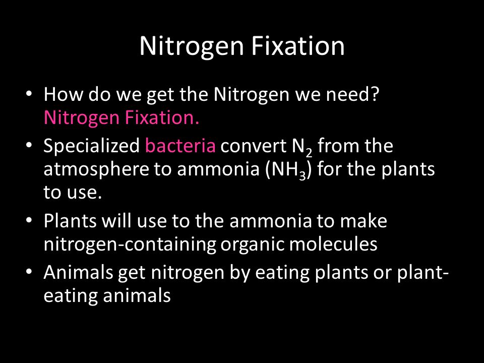 Nitrogen Fixation How do we get the Nitrogen we need Nitrogen Fixation.