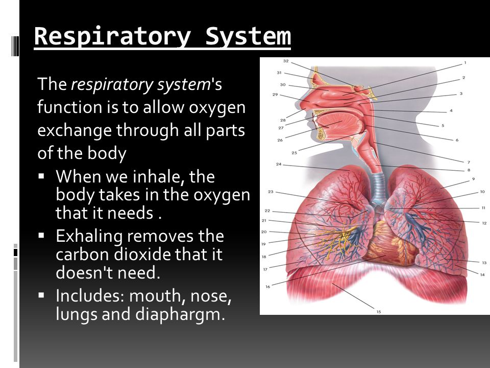 Body Systems. - ppt video online download