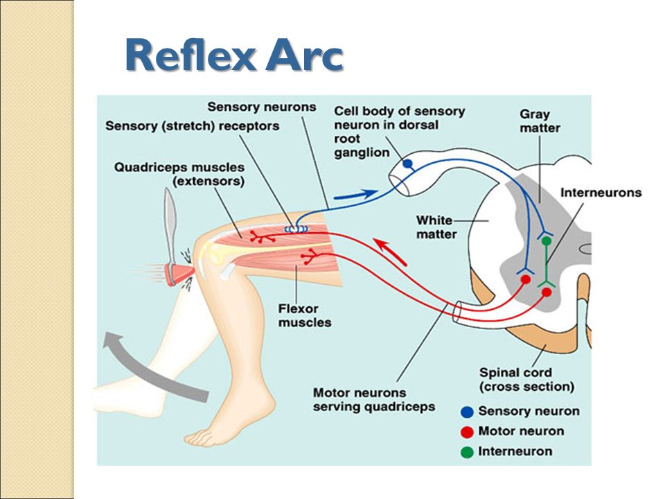 Самое рефлекс. Spinal Reflex Arc. Reflex Arc Complex. Рефлекс с капсулы печени и желчных путей. The structure of the Reflex Arc.