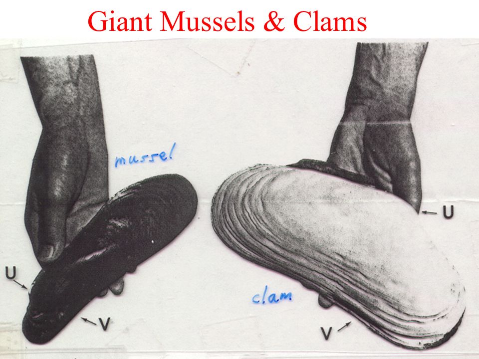 Giant Mussels & Clams