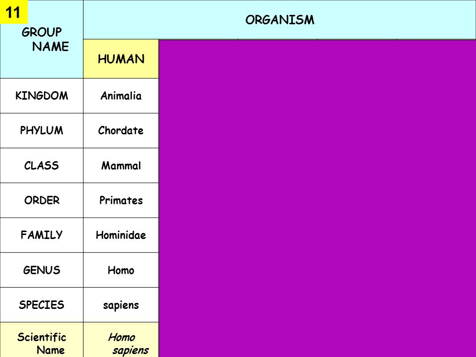 11 GROUP NAME ORGANISM HUMAN CHIMPANZEE HOUSE CAT LION HOUSEFLY