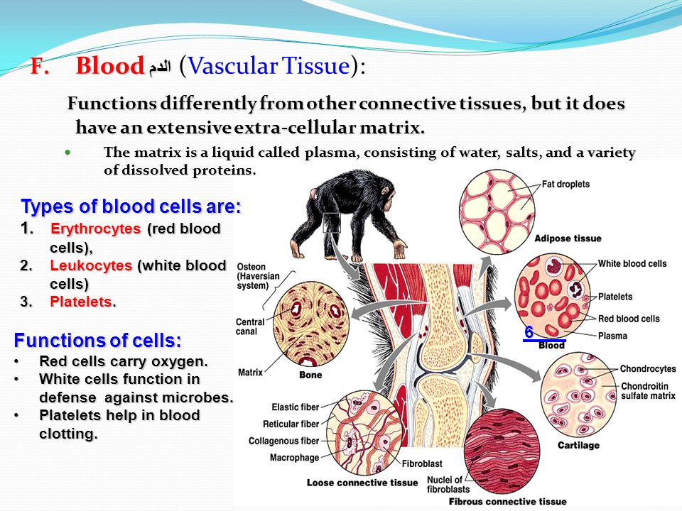 Lecture 12: Animal Tissues - ppt video online download Lecture 12: Animal Tissues - ppt video online download