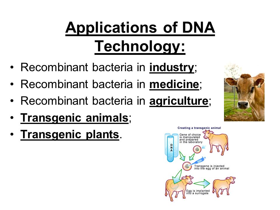 NOTES - CH 15 (and ): DNA Technology (“Biotech”) - ppt video online  download