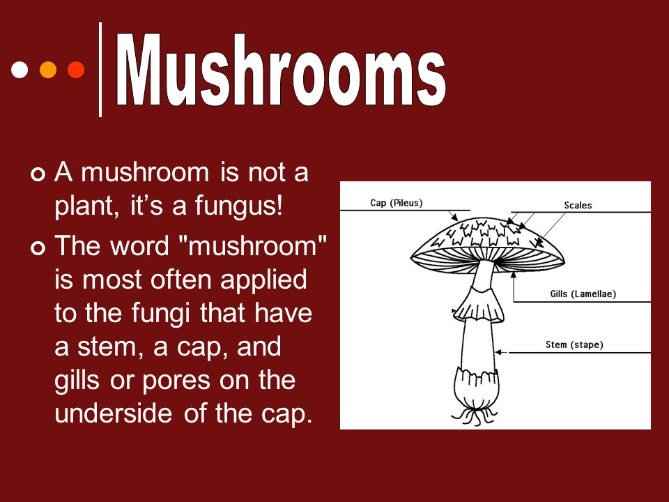 Mushrooms with low fat dressing. - ppt download