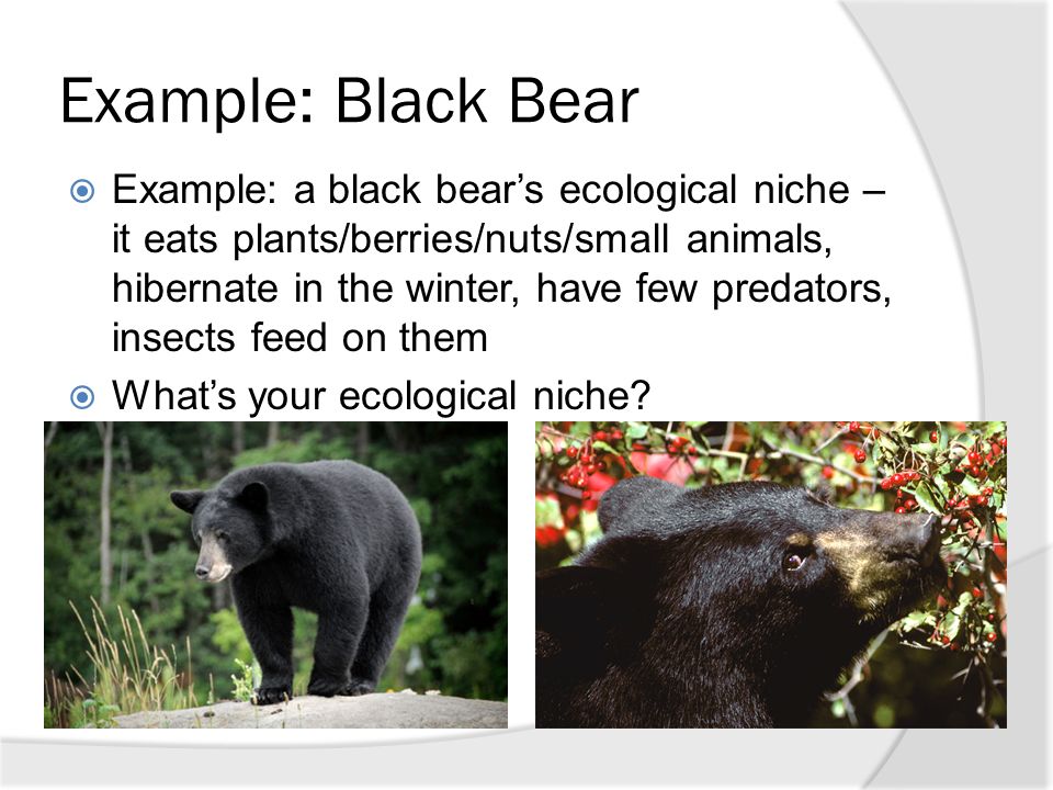 Under bear перевод. Black Bear техника. Ecological Niche of animals. Пример Hibernate и без него. Black Bears перевод.