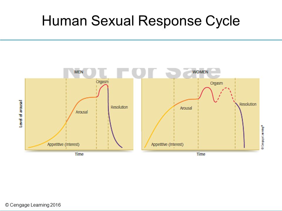 The Sexual Response Cycle