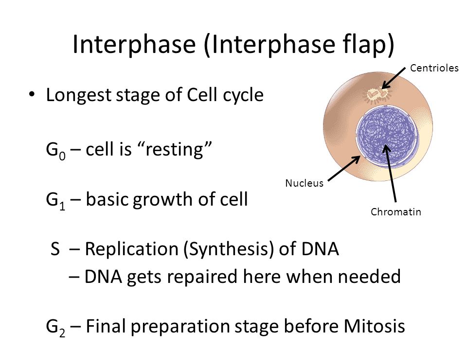 Interphase (Interphase flap)