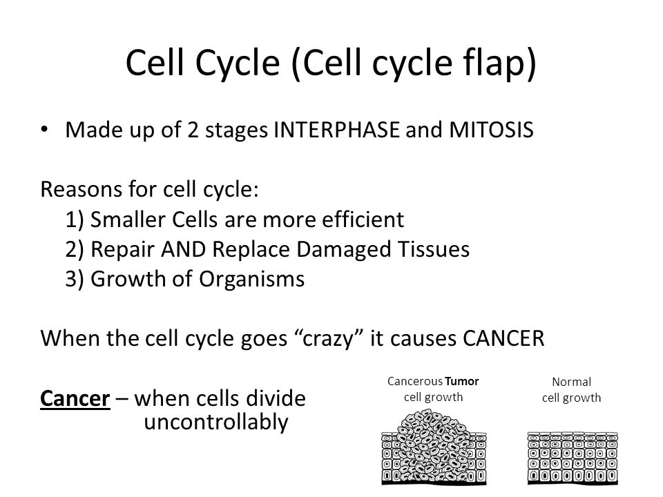 Cell Cycle (Cell cycle flap)