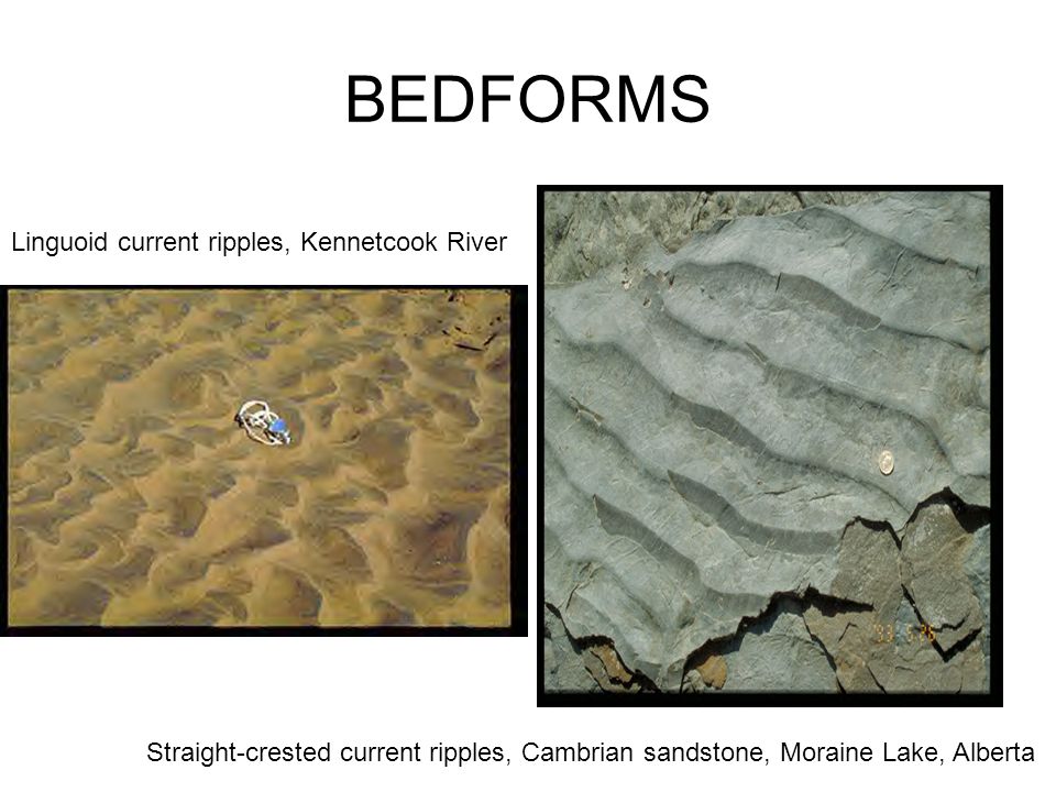 BEDFORMS Linguoid current ripples, Kennetcook River