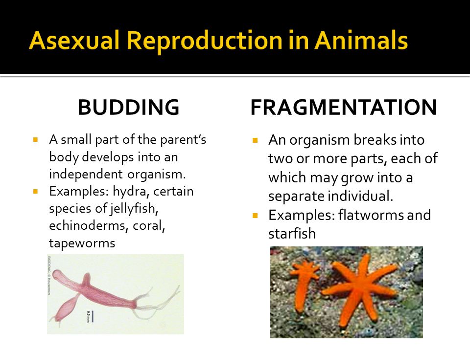 Characteristics of ANIMALS - ppt video online download