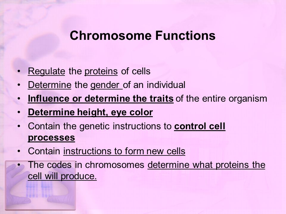 Image result for chromosomes function