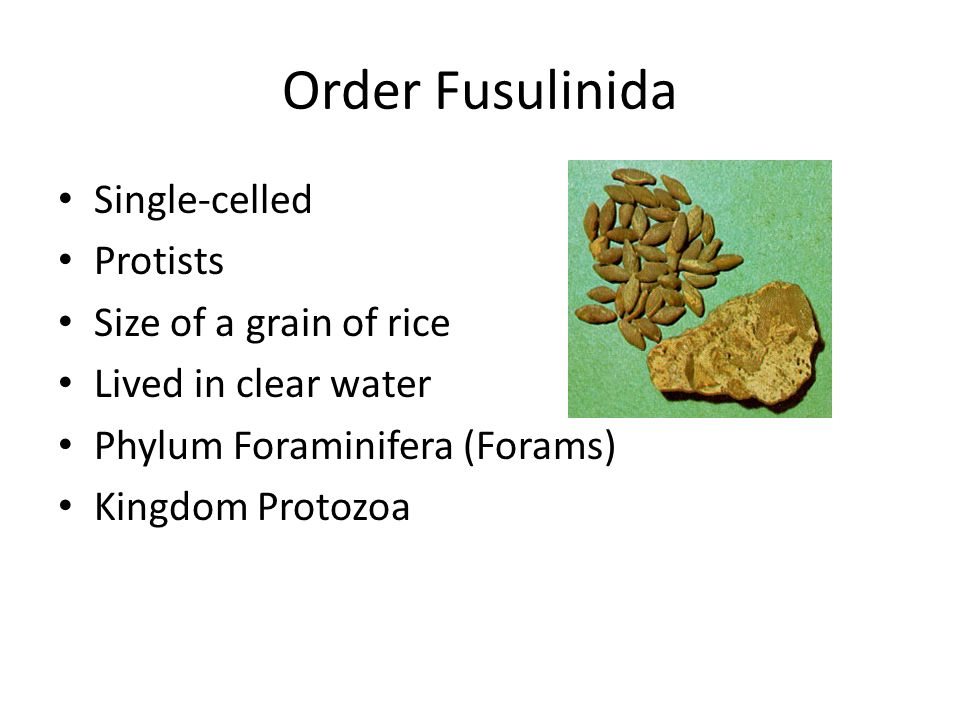 Order Fusulinida Single-celled Protists Size of a grain of rice