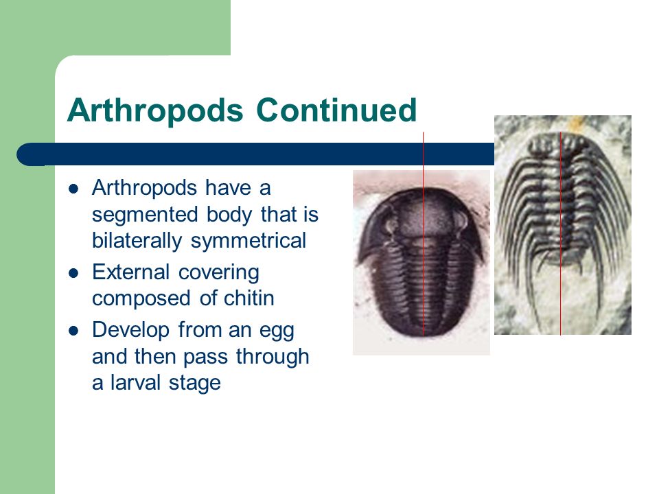 Phylum Arthropoda Arthropoda is largest phylum in animal kingdom - ppt  video online download