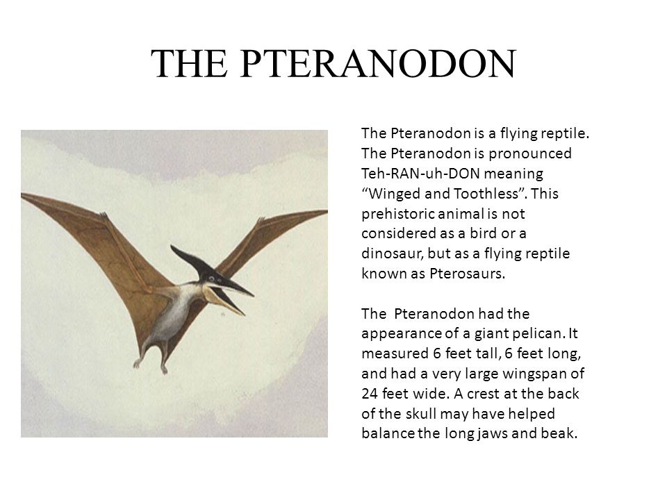 Pteranodon The Giant Flying Machine Ppt Video Online Download