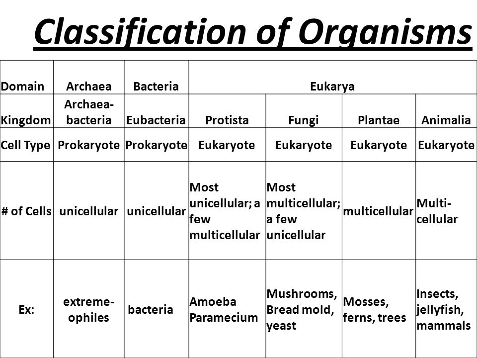Jellyfish Classification Chart