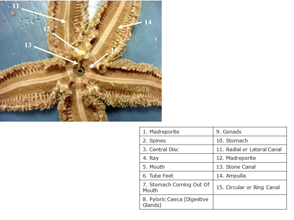 1. Madreporite 9. Gonads. 2. Spines. 10. Stomach. 3. Central Disc. 11. Radial or Lateral Canal.