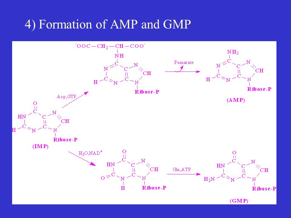 Chapter 8. Nucleotide Metabolism - ppt download
